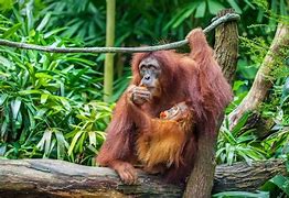 Image result for Orangutan Eating Fruit
