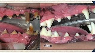 Image result for Dog Teeth Cleaning Before and After