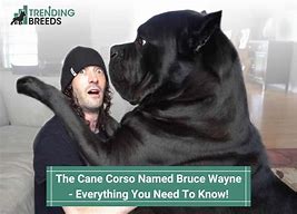 Image result for Bruce Wayne Dog