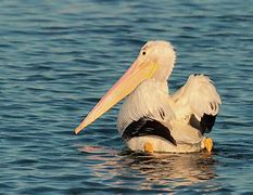 Image result for White Pelican California