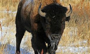 Image result for Stuff About Bison