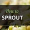 Image result for Fruit Sprouting