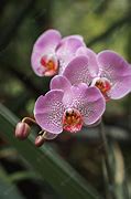 Image result for Orchid Aesthetic