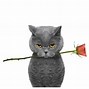 Image result for Blushing Cat with Flower Meme