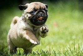 Image result for Hilarious Puppy Memes