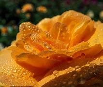 Image result for Golden Rose Pope