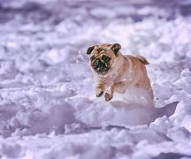 Image result for Pugs in the Wild