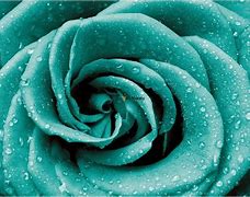 Image result for Turquoise and Pink Floral Wallpaper