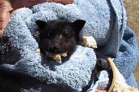 Image result for Gray Bat Baby