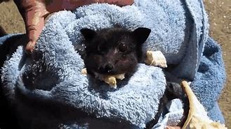 Image result for Baby Bats Yawning