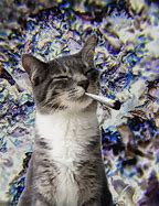 Image result for Trippy Cat Smoking Weed