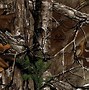 Image result for Realtree Background