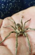 Image result for World's Largest Wolf Spider