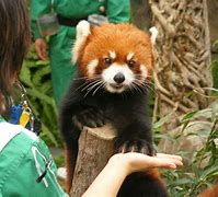 Image result for Ocean Park Panda