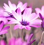 Image result for Violet Colour Flowers