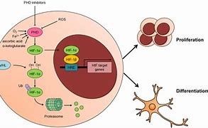 Image result for MD vs PhD