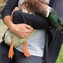 Image result for Bigest Duck in the World Picture