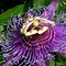 Image result for Passiflora Purple Haze