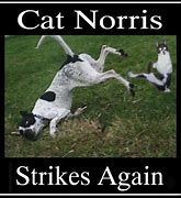 Image result for Cat Norris Meme