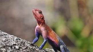 Image result for Gray Lizard Changing Colors