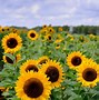 Image result for Aesthetic Sunflower HD Wallpapers