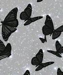 Image result for White Butterfly Wallpaper iPhone