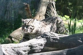 Image result for Fishing Cat Webbed Feet