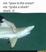 Image result for Lemon Shark Meme