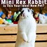 Image result for Rex Rabbit Fur
