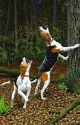 Image result for Coon Treed by Hound Dog