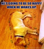 Image result for Funny Crazy Dog Memes