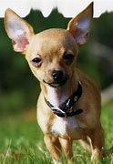 Image result for chihuahuense