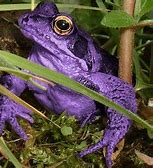 Image result for Purple Frog Meme