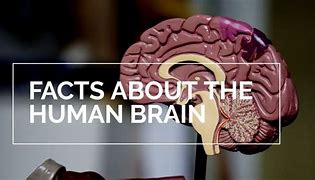 Image result for Brain Facts