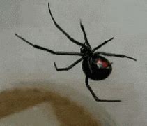 Image result for False Black Widow Spider Male