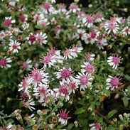 Image result for Aster lateriflorus Horizontalis