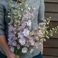 Bildergebnis für Delphinium magic fountain Lilac Rose/White Bee