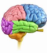 Image result for Facts About Brain