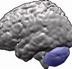 Image result for Brain Facts