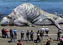 Image result for Biggest Animal in the Universe