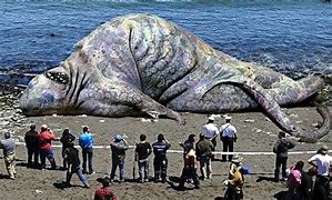 Image result for World Biggest Animal On Earth