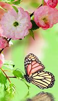 Image result for Butterfly Home Screen