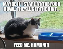 Image result for Feed Me Cat Meme