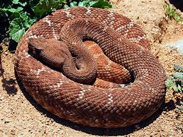 Image result for World's Largest Rattlesnake