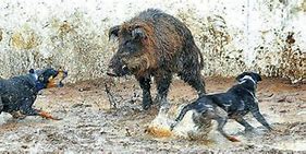 Image result for Hunting Boar with Dogs Wallpaper