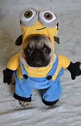 Image result for Minion Cat Costume