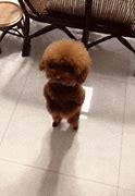 Image result for Cutest Dog in the World 2023Contest