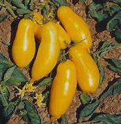 Image result for Black Pearl Hybrid Tomato