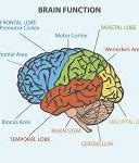 Image result for 4 Main Parts of the Brain