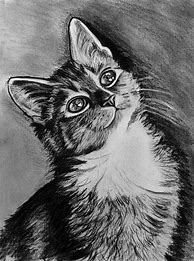 Image result for Sad Cat Drawing